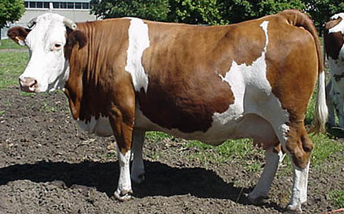 krowy na sprzedaż małopolskie