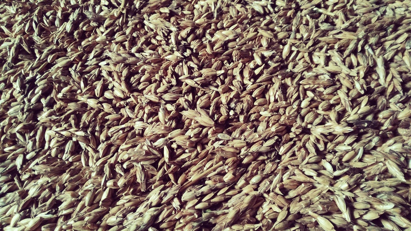 Pszenica Orkisz Pozosta e Zbo a SprzedamByka pl Pszenica Orkisz Pozosta e Zbo a SprzedamByka pl