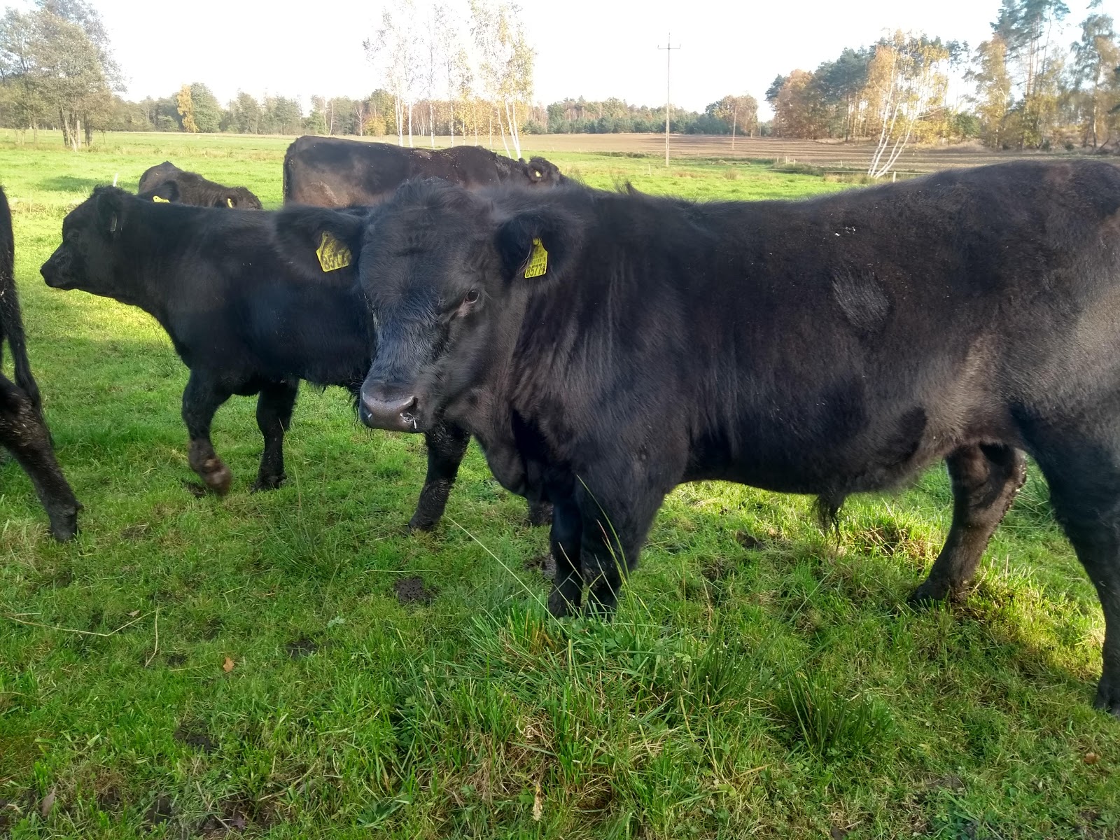 Wojtek — hodowca bydła Aberdeen Angus, twórca Moje Stado